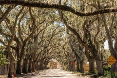 Spanish Moss